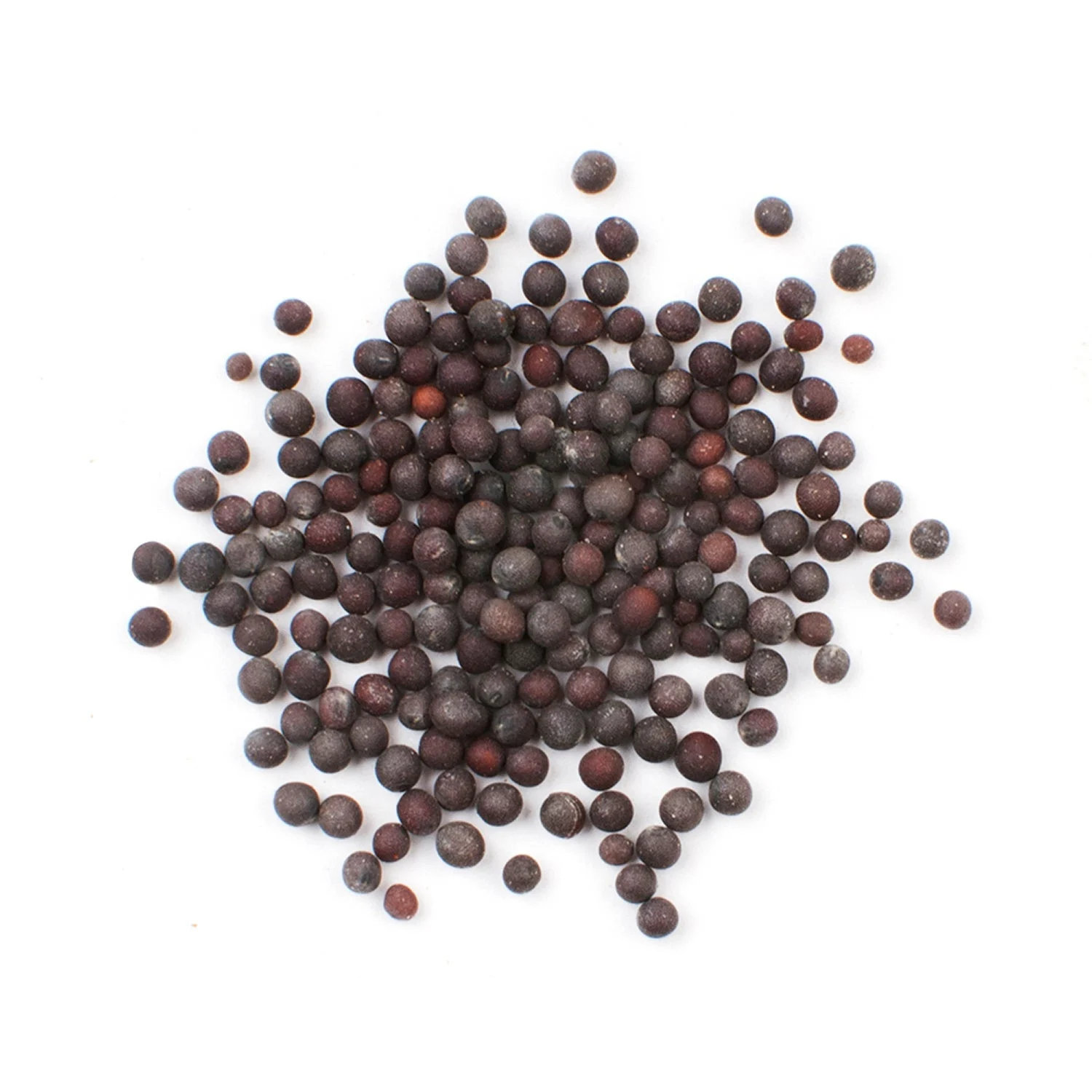 Spice, Mustard Seed, Whole, Black,1 - 20 OUNCE