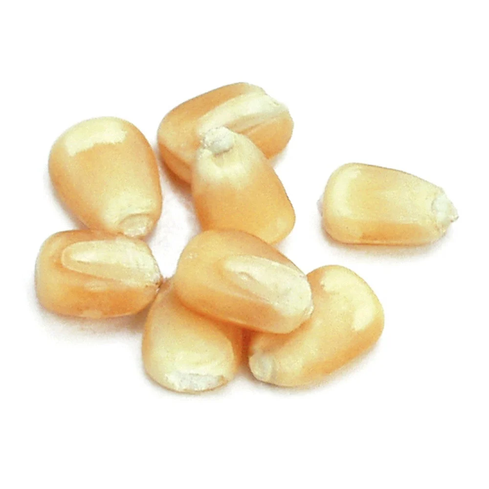 Corn, White,1 - 25 POUND