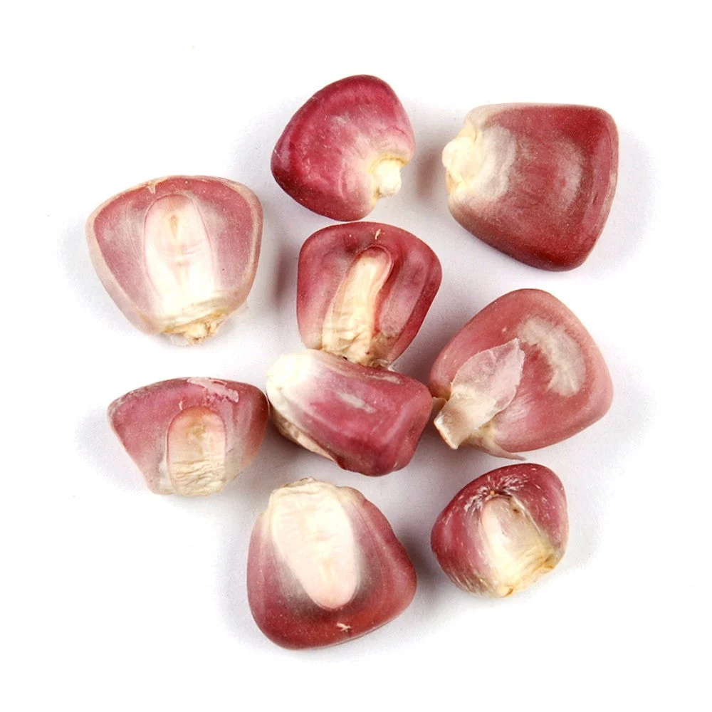 Corn, Red,1 - 10 POUND
