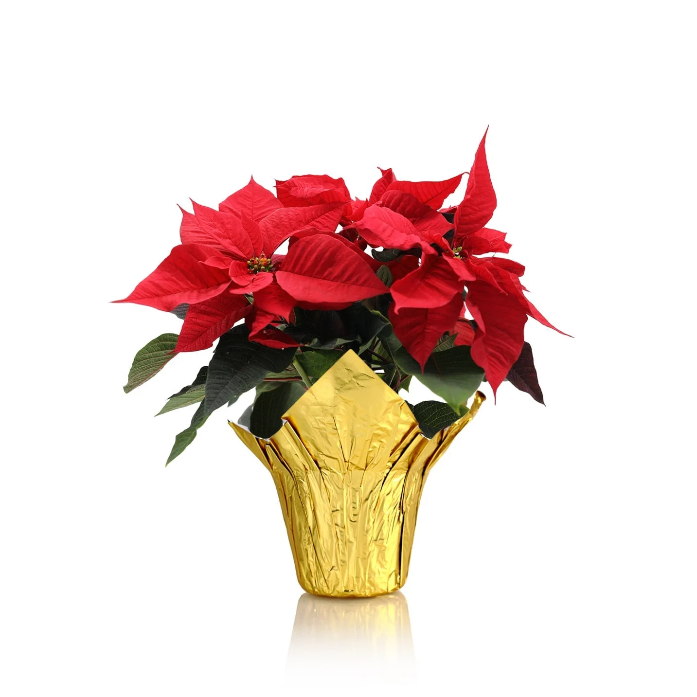 Poinsettia, Red, 6 Inch, in Gold Cover Wrap,1 - 1 EACH