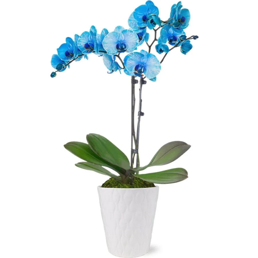 Orchid, Blue Watercolor, 5 Inch, in White Ceramic Pot,1 - 1 EACH