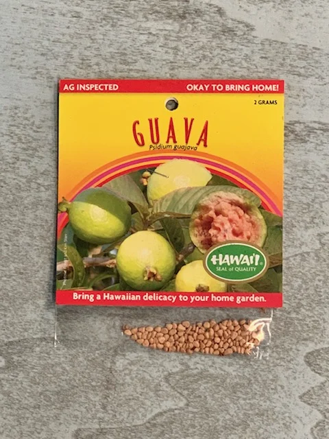 Paradise Plumeria & Plants – Guava Seeds