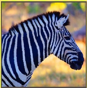 Safari Luxe Soap