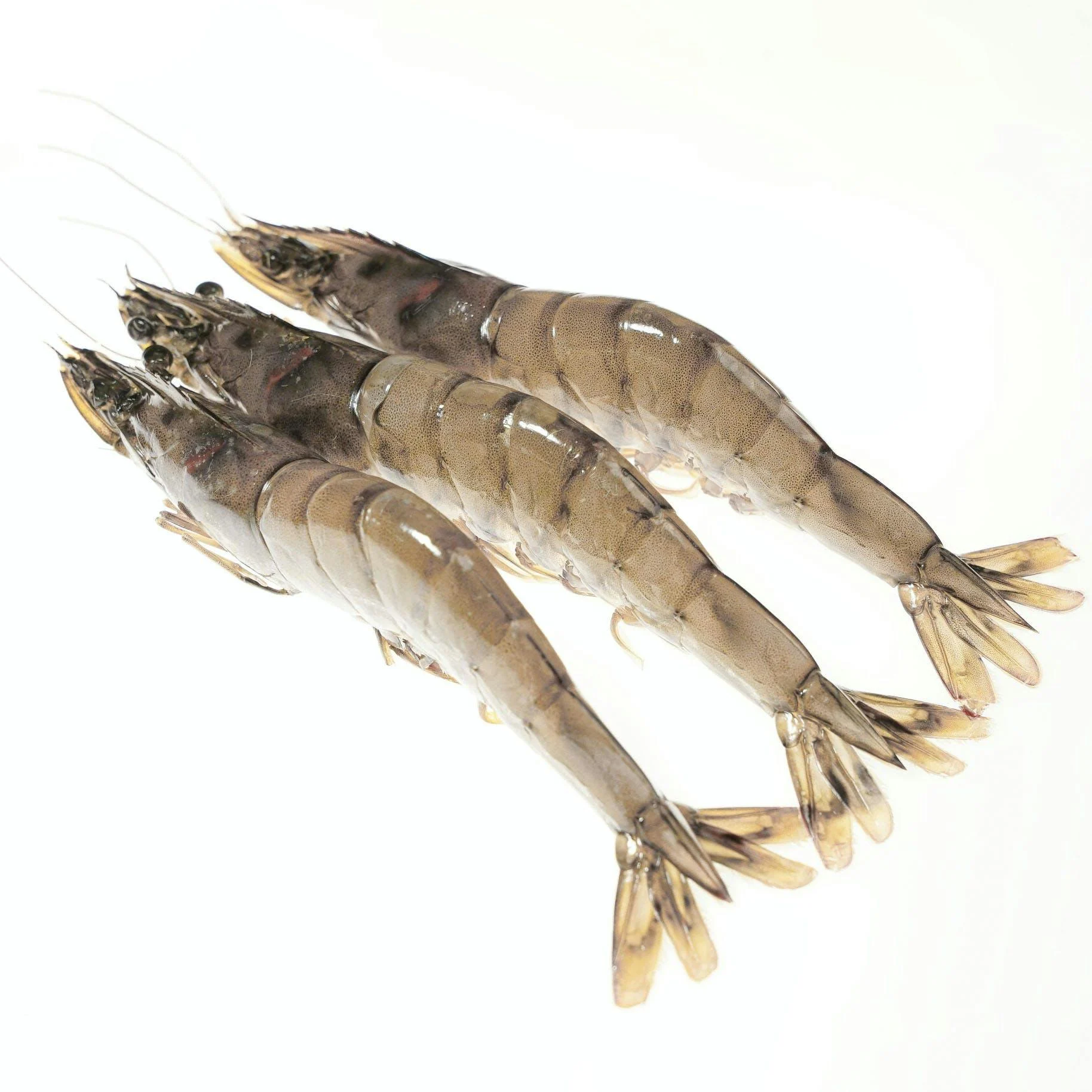 Kauai Sweet Prawns U8/U12 - 5 lbs.
